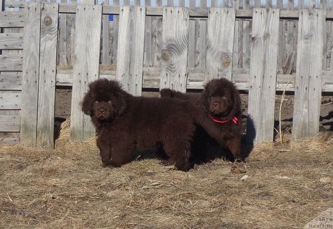 Фото: ньюфаундленд N'yufort Vivian (Ньюфорт Вивиан)