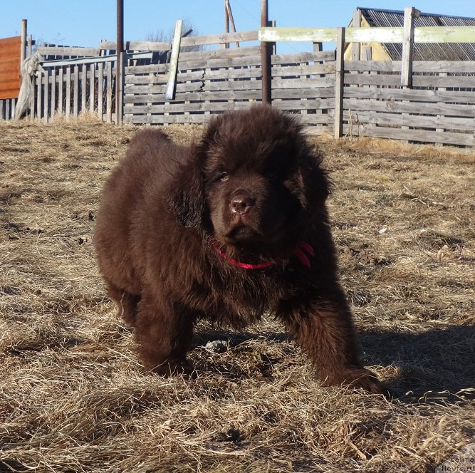 Фото: дочь, ньюфаундленд N'yufort Uitni Tradiciya Legendyi (Ньюфорт Уитни Традиция Легенды)