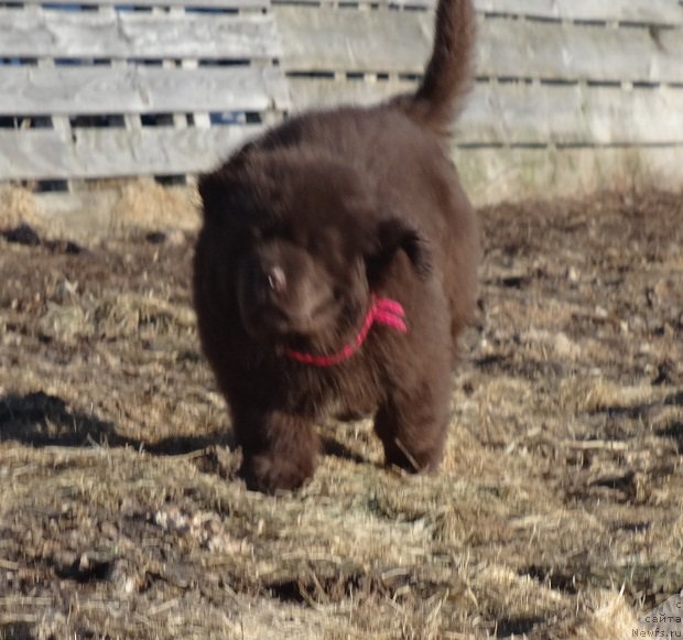 Фотография № 178329