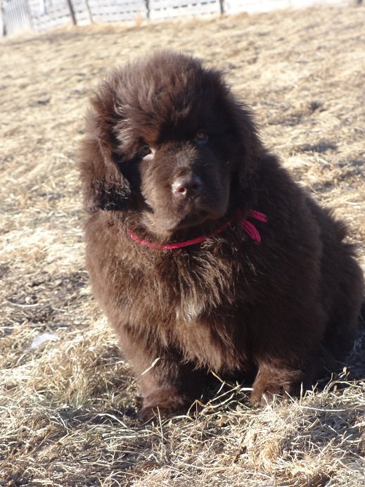 Фото: дочь, ньюфаундленд N'yufort Uitni Tradiciya Legendyi (Ньюфорт Уитни Традиция Легенды)