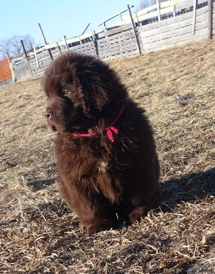 Фото: дочь, ньюфаундленд N'yufort Uitni Tradiciya Legendyi (Ньюфорт Уитни Традиция Легенды)