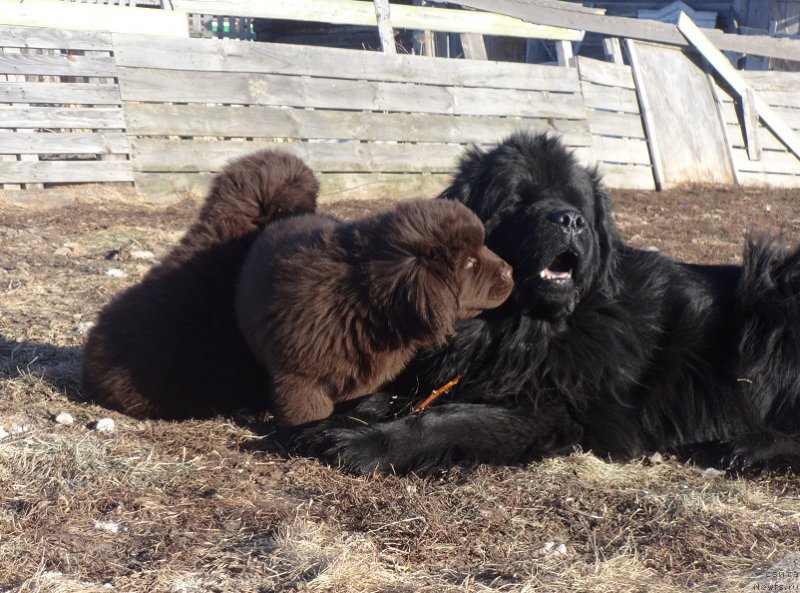 Фото: ньюфаундленд N'yufort Uitni Tradiciya Legendyi (Ньюфорт Уитни Традиция Легенды), ньюфаундленд N'yufort Vivian (Ньюфорт Вивиан)
