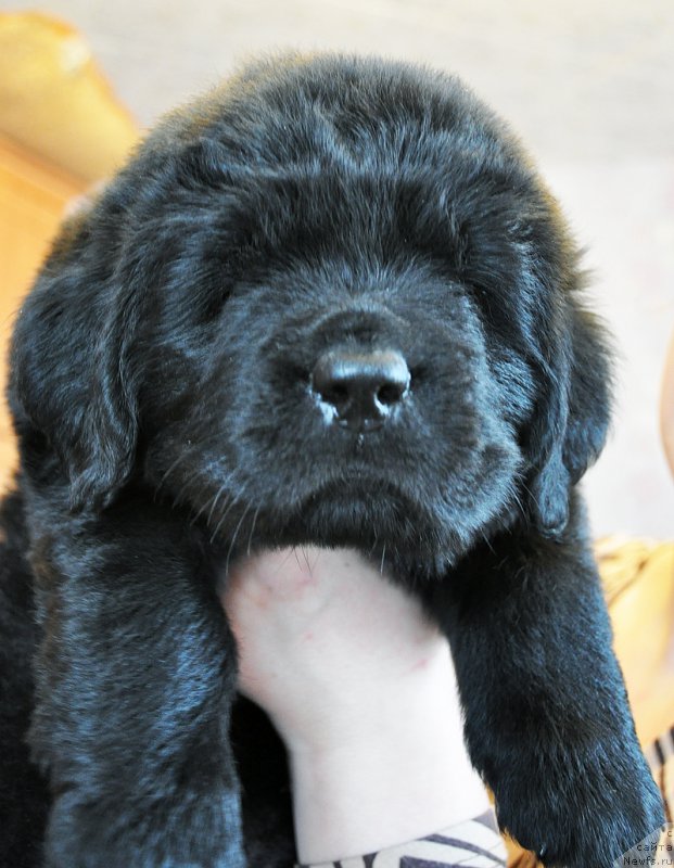 Фото: ньюфаундленд Beguschaya po Volnam Shade Color of Life (Бегущая по Волнам Шадэ Колор оф Лифе)