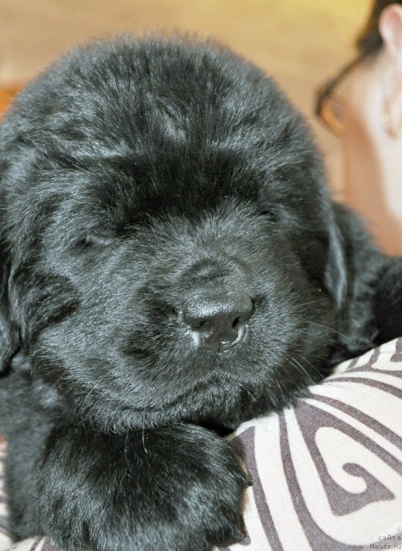 Фото: ньюфаундленд Beguschaya po Volnam Shade Color of Life (Бегущая по Волнам Шадэ Колор оф Лифе)