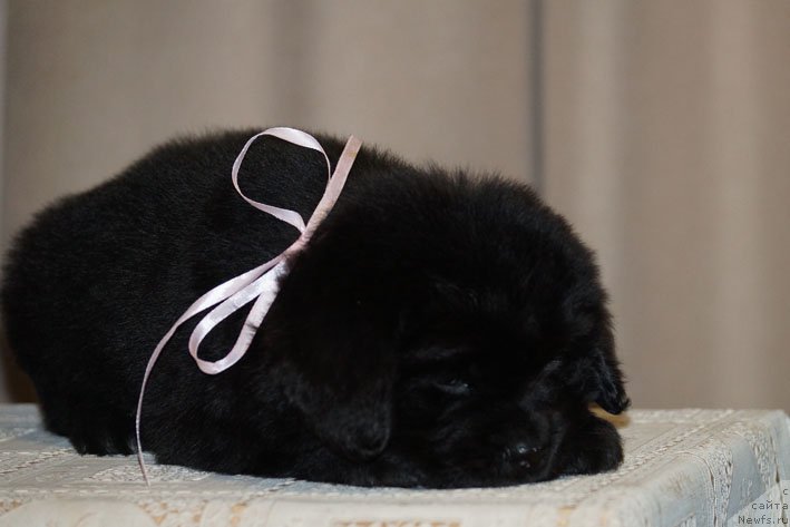 Фото: ньюфаундленд Dinastiya s Berega Dona (Династия с Берега Дона)