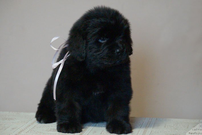 Фото: ньюфаундленд Dinastiya s Berega Dona (Династия с Берега Дона)