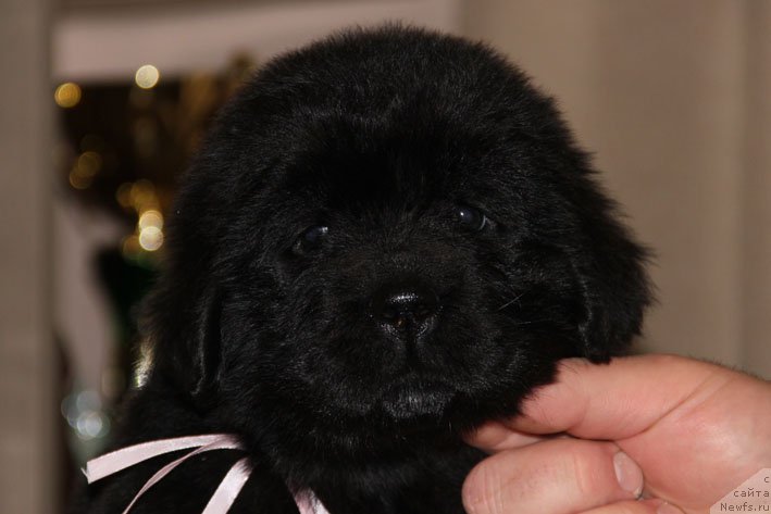 Фото: ньюфаундленд Dinastiya s Berega Dona (Династия с Берега Дона)