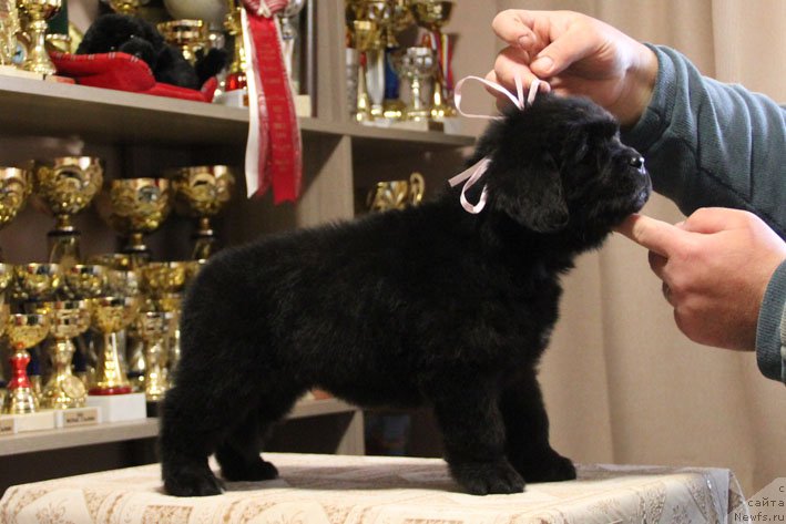 Фото: ньюфаундленд Dinastiya s Berega Dona (Династия с Берега Дона)