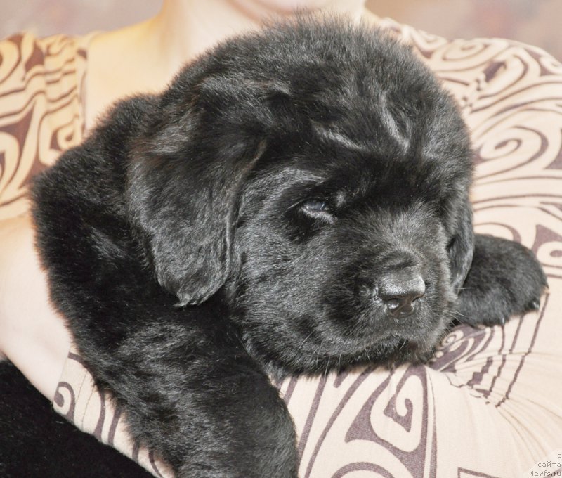 Фото: ньюфаундленд Beguschaya po Volnam Shade Color of Life (Бегущая по Волнам Шадэ Колор оф Лифе)