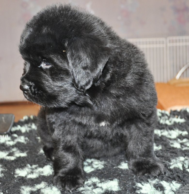 Фото: ньюфаундленд Beguschaya po Volnam Shade Color of Life (Бегущая по Волнам Шадэ Колор оф Лифе)