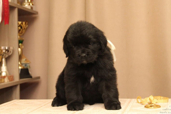 Фото: ньюфаундленд Dikovinka s Berega Dona (Диковинка с Берега Дона)