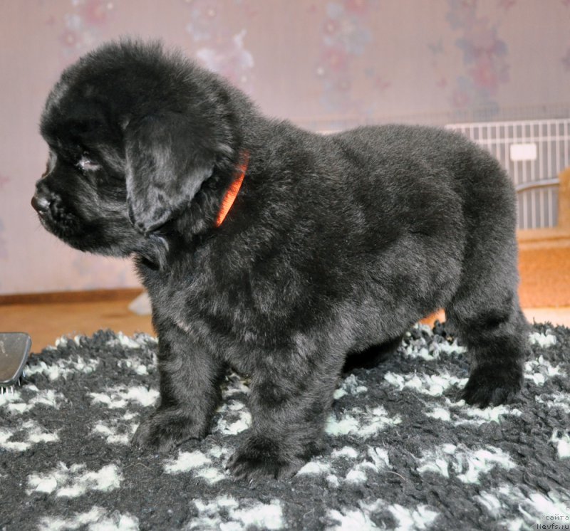 Фото: ньюфаундленд Beguschaya po Volnam Shade Color of Life (Бегущая по Волнам Шадэ Колор оф Лифе)