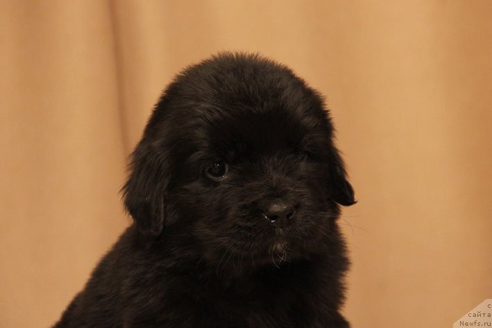 Фото: ньюфаундленд Dikovinka s Berega Dona (Диковинка с Берега Дона)