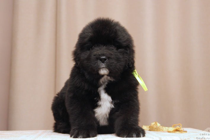 Фото: ньюфаундленд Dushechka s Berega Dona (Душечка с Берега Дона)