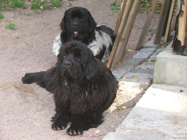 Фото: ньюфаундленд Plushevaya Panda Debra (Плюшевая Панда Дэбра)