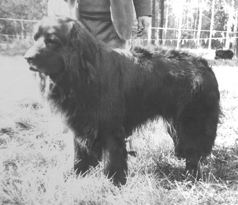 Фото: ньюфаундленд Ayvar Bim (Айвар Бим)