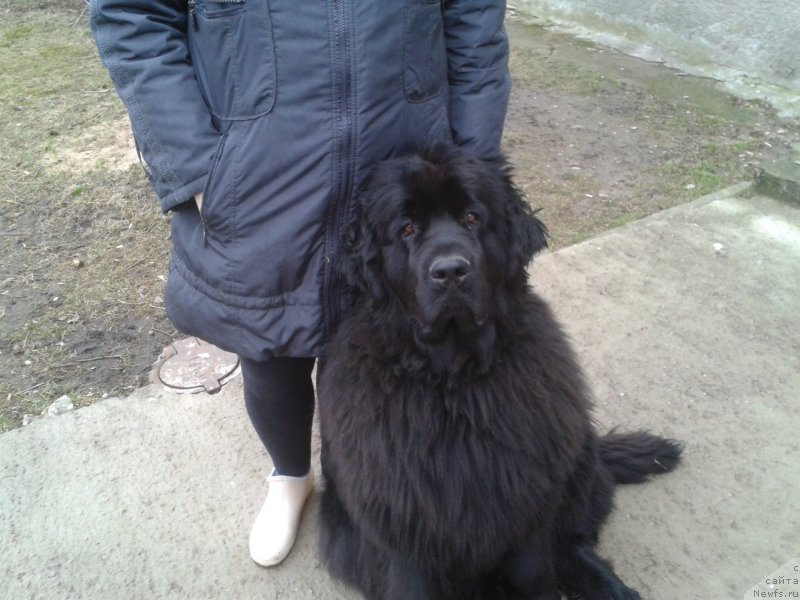 Фото: ньюфаундленд Funnewf Jemapel Madam Nuar (Фанньюф Жемапель Мадам Нуар)