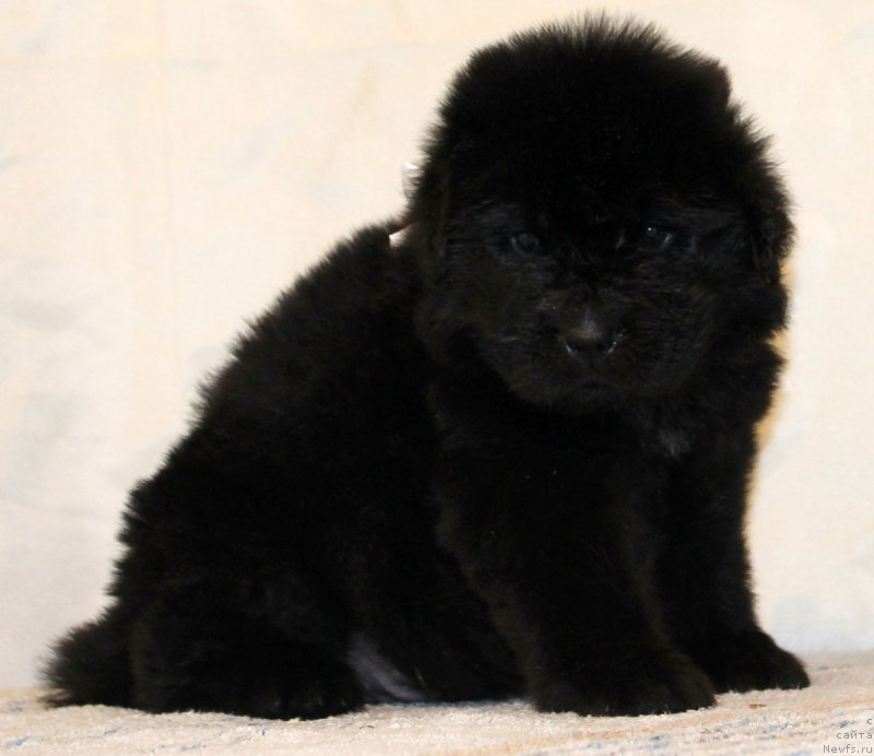 Фото: ньюфаундленд CHernyiy Balu Evsey (Черный Балу Евсей)