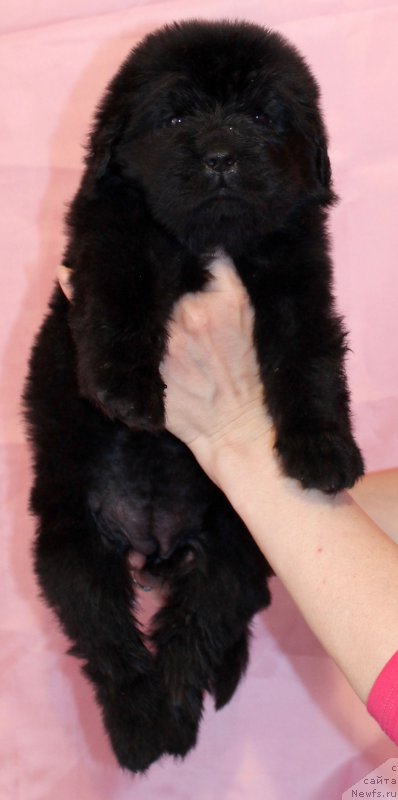 Фото: ньюфаундленд CHernyiy Balu Eseniya (Черный Балу Есения)