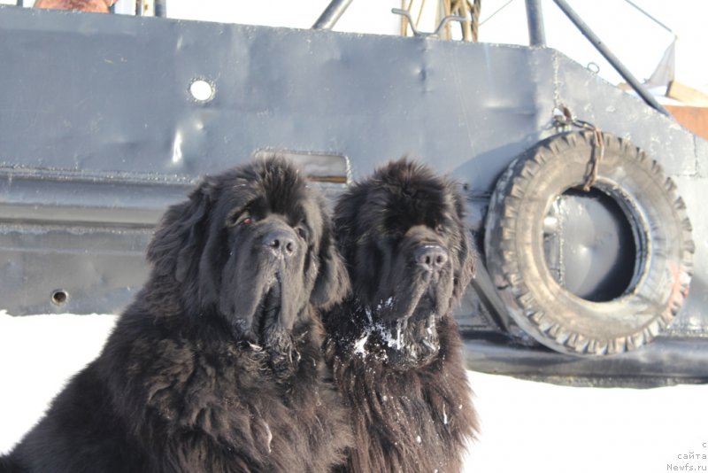 Фото: ньюфаундленд Beguschaya po Volnam Zero Kool (Бегущая по Волнам Зеро Коол), ньюфаундленд King of Helluland You Shock Me