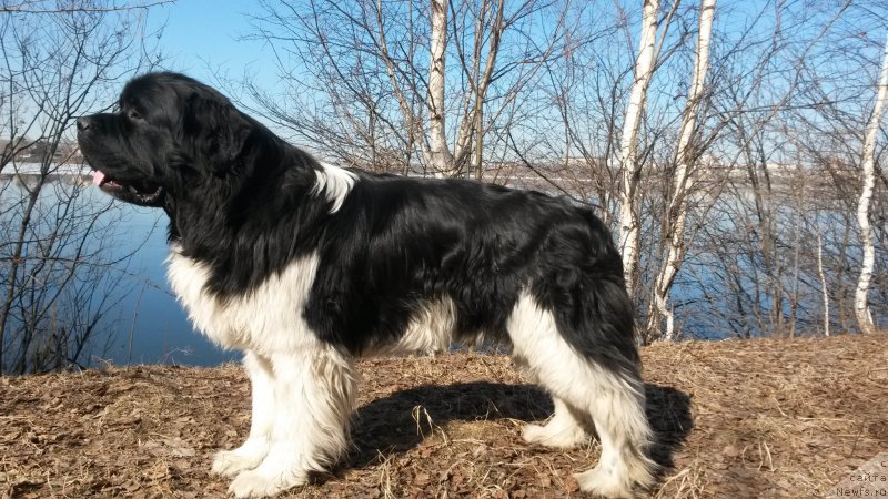 Фото: ньюфаундленд Akvian Song Kroun Royal (Аквиан Сонг Кроун Роял)