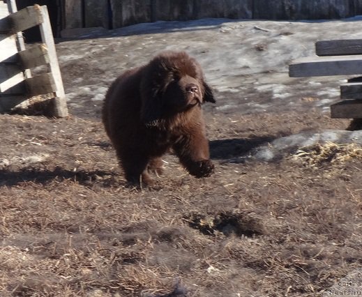 Фото: ньюфаундленд N'yufort Vivian (Ньюфорт Вивиан)