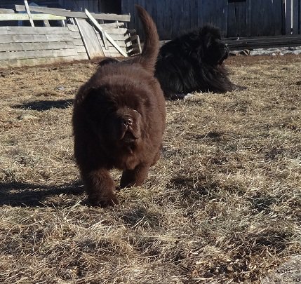 Фото: ньюфаундленд N'yufort Vivian (Ньюфорт Вивиан)