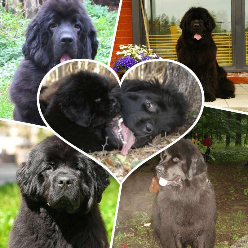 Фото: ньюфаундленд Smigar Severnaya Verona (Смигар Северная Верона), ньюфаундленд Smigar Galaxsy Shall Win (Смигар Галакси Шелл Вин), ньюфаундленд Smigar Nimfeya Neotrazimaya (Смигар Нимфея Неотразимая), ньюфаундленд Smigar Osennyaya Skazka (Смигар Осенняя Сказка)