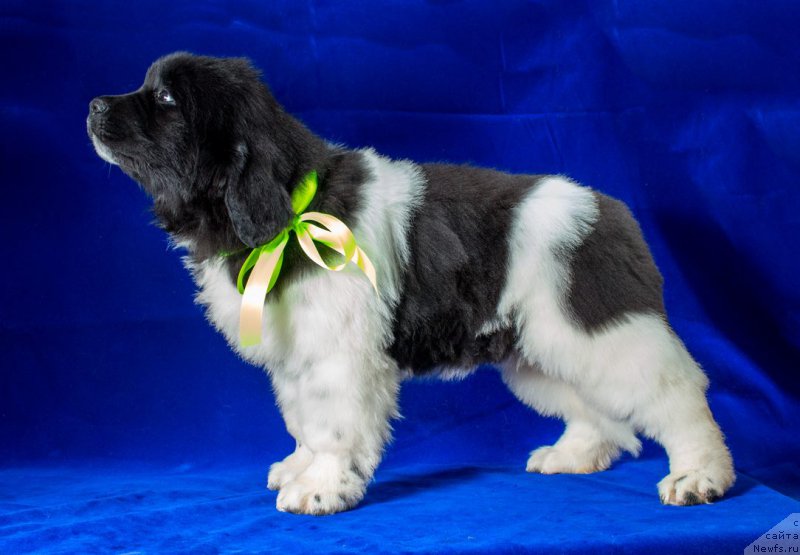 Фотография № 178493