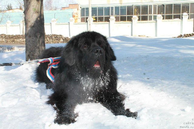 Фото: ньюфаундленд Sud'byi Podarok (Судьбы Подарок)