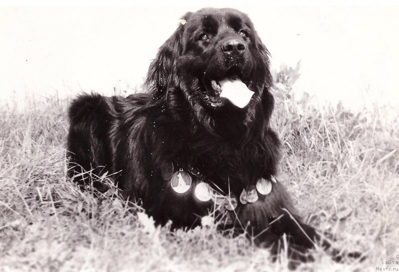 Фото: ньюфаундленд Cen Dora Alay (Цен Дора Алай)