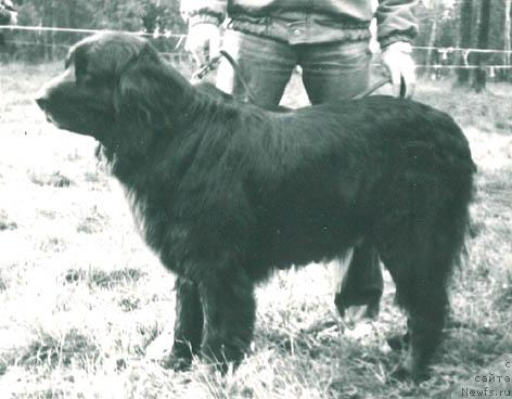 Фото: ньюфаундленд Asta Bim (Аста Бим)