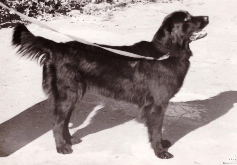 Фото: ньюфаундленд Kayra Bey (Кайра Бей)