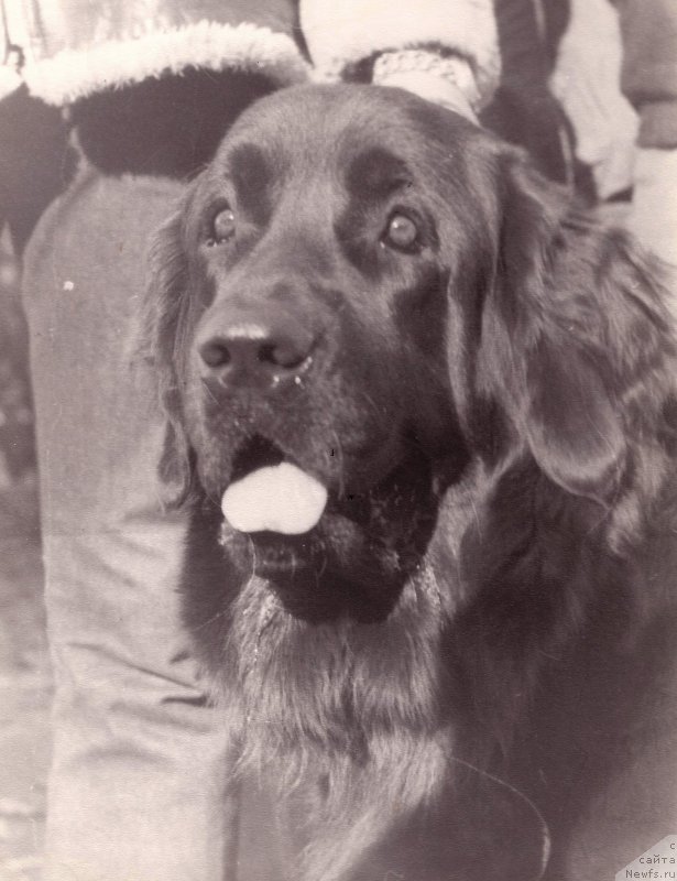 Фото: ньюфаундленд Ami Alderbay (Ами Алдербай)