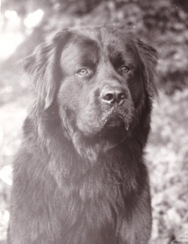 Фото: ньюфаундленд Fil Bey (Фил Бей)