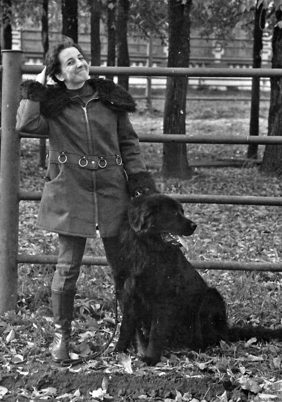 Фото: ньюфаундленд Glafi Reya (Глафи Рея)