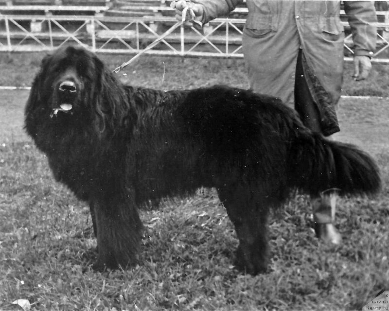 Фото: ньюфаундленд Vervol'f YAr Vay (Вервольф Яр Вай)