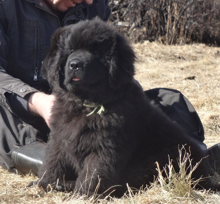 Фото: ньюфаундленд N'yufort Volshebnyiy Les Totoro (Ньюфорт Волшебный Лес Тоторо)