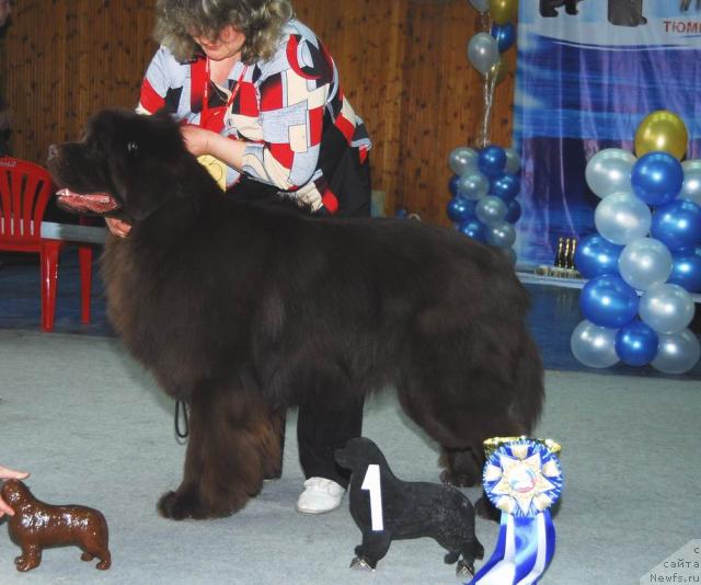 Фото: ньюфаундленд Super Premium Brabus (Супер Премиум Брабус)