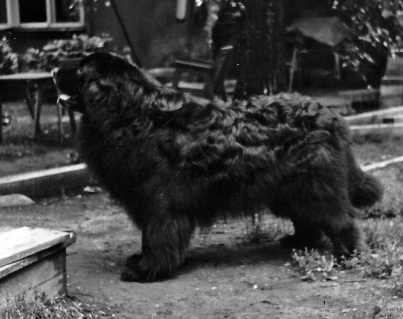 Фото: ньюфаундленд Sir  James (Сэр Джеймс)