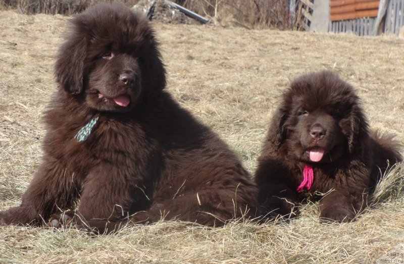 Фото: ньюфаундленд N'yufort Vasabi (Ньюфорт Васаби), ньюфаундленд N'yufort Vivian (Ньюфорт Вивиан)