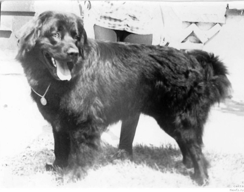 Фото: ньюфаундленд Blyek Boy (Блэк Бой)