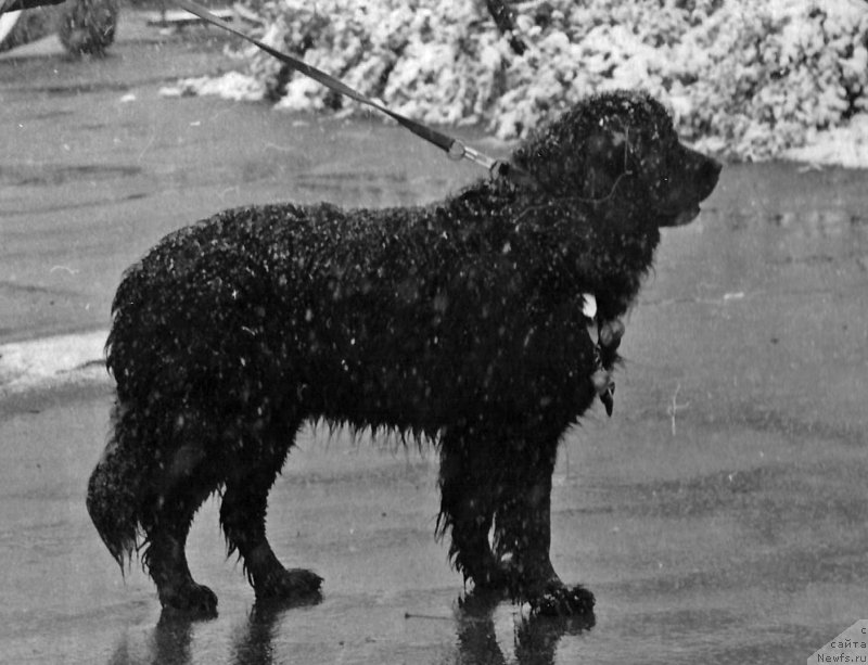 Фото: ньюфаундленд Blyek Boy (Блэк Бой)