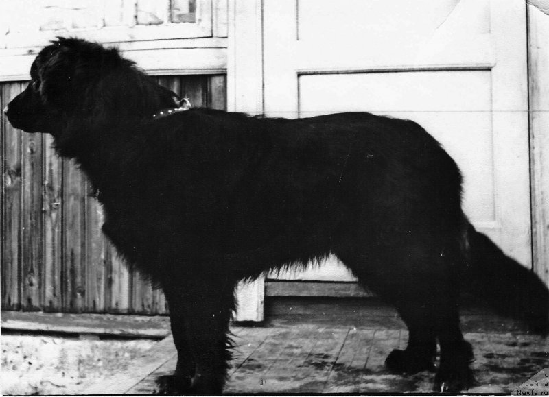 Фото: ньюфаундленд Varma Magdji (Варма Магджи)