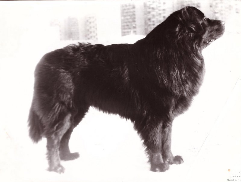 Фото: ньюфаундленд Nikon SHelli (Никон Шелли)