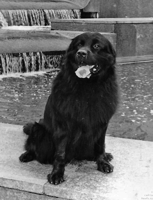 Фото: ньюфаундленд YEssen CHara (Эссен Чара)