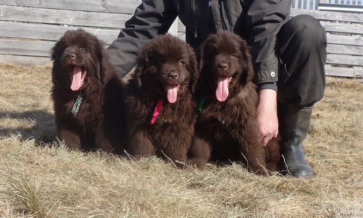 Фото: ньюфаундленд N'yufort Uitni Tradiciya Legendyi (Ньюфорт Уитни Традиция Легенды)