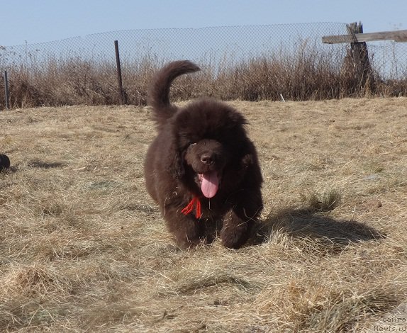Фото: ньюфаундленд N'yufort Vesna Lyubvi (Ньюфорт Весна Любви)