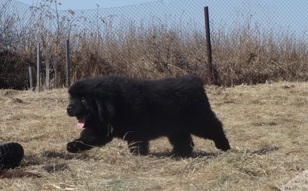 Фото: ньюфаундленд N'yufort Volshebnyiy Les Totoro (Ньюфорт Волшебный Лес Тоторо)