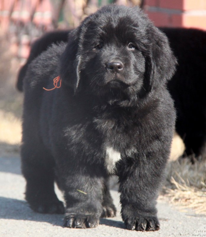 Фото: ньюфаундленд Akvian Song Prekrasnaya Markiza (Аквиан Сонг Прекрасная Маркиза)
